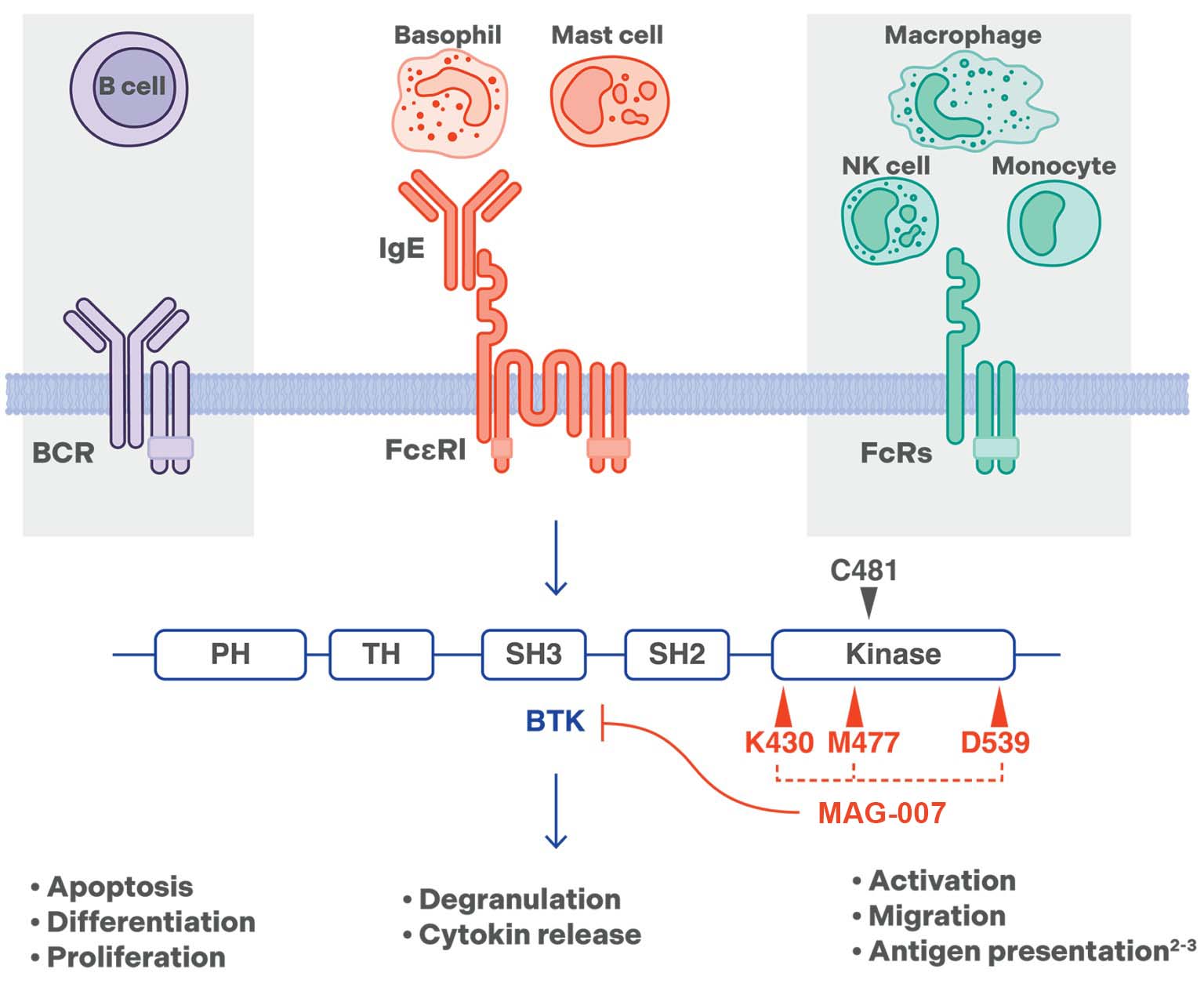 MAG-007 - highly selective noncovalent reversible BTK inhibitor - MOA